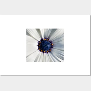 Closeup of white African daisy Posters and Art